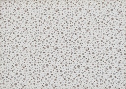 [friday 1092] Algodón flor beige