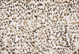 [3211] Satén beige motas marrones